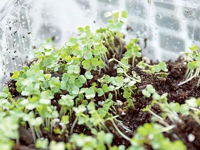 便攜式植物營養(yǎng)測定儀有什么用？