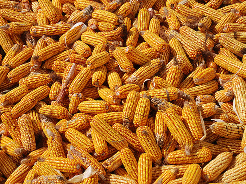 怎么判斷玉米有沒有黃曲霉毒素 怎么判斷玉米有沒有黃曲霉毒素
