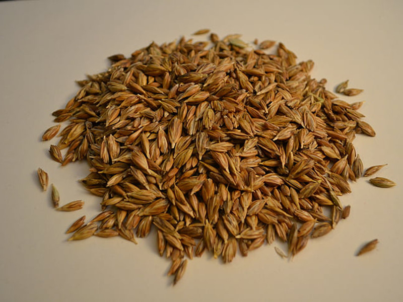 小麥嘔吐毒素怎么檢測(cè)？