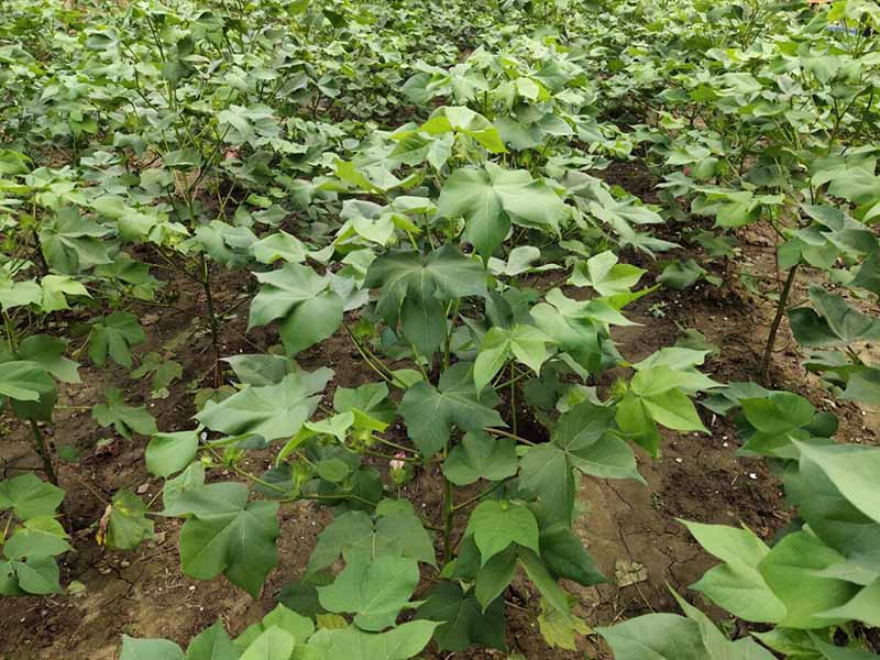 土壤有機(jī)質(zhì)測(cè)定方法 土壤有機(jī)質(zhì)測(cè)定方法