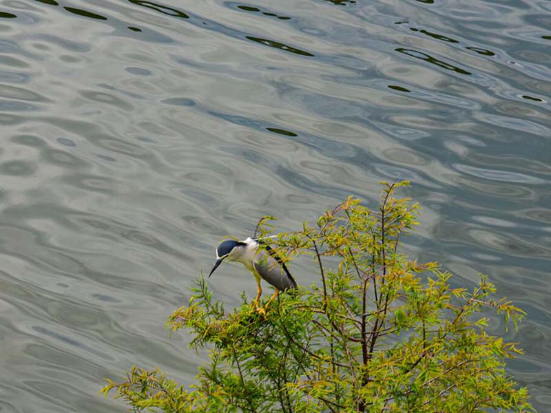 高錳酸鹽指數(shù)檢測方法