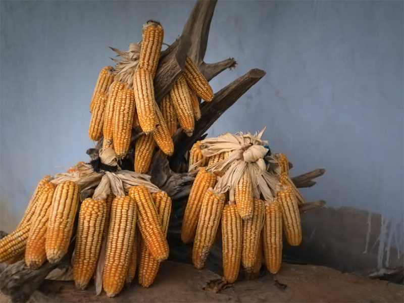 黃曲霉毒素限量標準