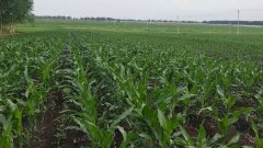 測(cè)土儀能彌補(bǔ)莊稼的不足嗎？