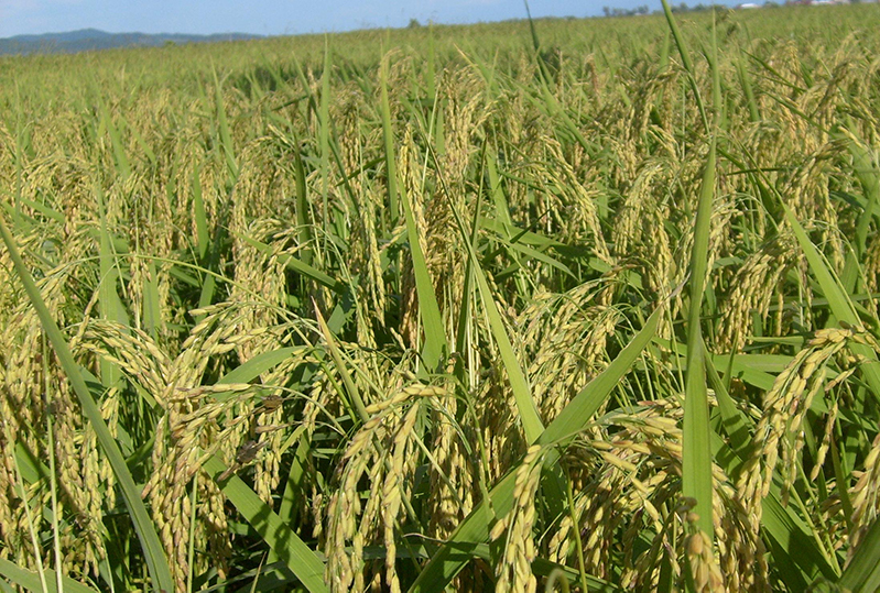 土壤養(yǎng)分測試儀 土壤養(yǎng)分測試儀