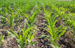 土壤養(yǎng)分快速檢測儀對十大功勞的測定不容忽視