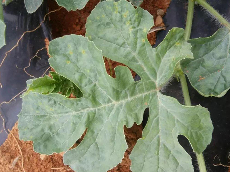 葉面積測試儀 葉面積測試儀