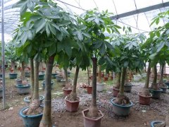 發(fā)財(cái)樹的生長(zhǎng)需要哪些因素？